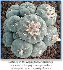 Her work has been featured in kaplan ap biology and the internet for. Lophophora Williamsii 2018 Henry Shaw Cactus And Succulent Society