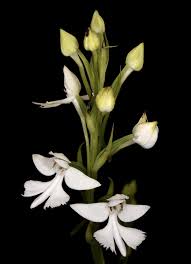 Image result for Habenaria dregeana