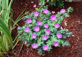 Image result for Geranium sanguineum Max Frei