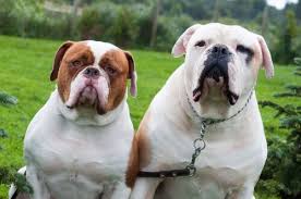 An energetic, active working dog, the american bulldog exudes a dominant, powerful and athletic appearance, with strong muscles and substantial boning. American Bulldog Facts And Beyond Biology Dictionary