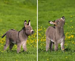 We did not find results for: These 30 Cute Baby Donkeys Are Everything You Need To See Today Bored Panda