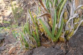 Image result for Eulophia sp. nov.