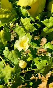 Image result for Momordica balsamina
