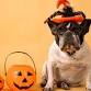 Howl-O-Ween Pawty event in Aberdeen, SD