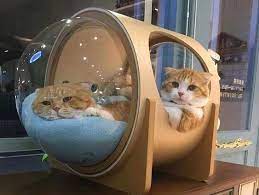 Pin On Tips For Cat Owners