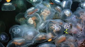 Quallen erobern die Tiefsee - Einblick in ihr faszinierendes Leben