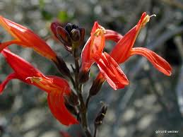 Image result for Justicia incana