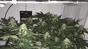 Medical marijuana patients choose northern lights to help relieve symptoms associated with northern lights stands among the most famous strains of all time, a pure indica cherished for its. Northern Lights Sensi Seeds Cannabis Strain Info