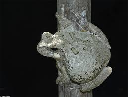 The gray tree frog hibernates in the winter by taking refuge in trees. Gray Treefrog