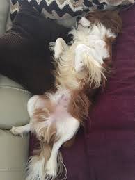 Pin By Anne Sak On Sterling Iv Abby Rose Animals Dogs