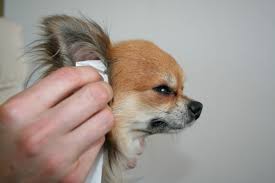 I've seen long hair chi's trimmed down in the summer and it seems fine, i think you should use a groomer who know's how to properly scissor the hair vs shaving it off, both have different results. Grooming Your Chihuahua I Love My Chi
