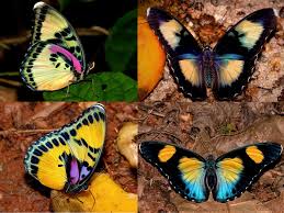 Image result for Savannosiphon euryphyllus