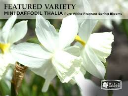 Mini Daffodil Thalia Pure White Fragrant Spring Blooms Daffodils Spring Blooms Bloom