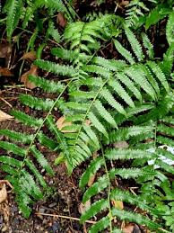 Image result for Thelypteris