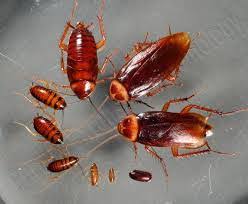 Moreover, it has no chemical. Services Cockroaches Pest Control Services From Latur Maharashtra India By Natural Pest Control Pvt Ltd Id 1481780