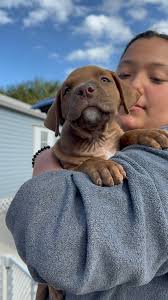 Polk County Bully Project...