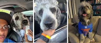 Amid Knicks celebration, LAPD kills family dog in SoCal
