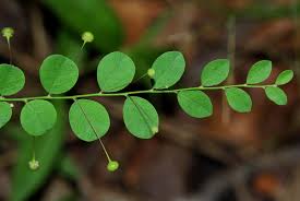 Image result for Phyllanthus nummulariifolius
