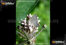 Image result for Satyrium carsonii
