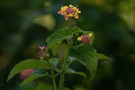Image result for Lantana camara