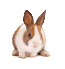 Mais des œufs en chocolat. Des Idees De Noms De Lapins