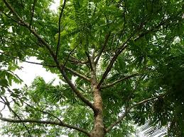 Image result for Phyllanthus pinnatus