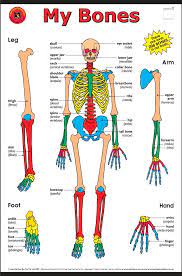 There are numerous types and combinations of these worksheets, and they can be found in virtually every medical classroom, no matter size or age the students. My Bones Poster Elizabeth Richards Human Skeleton Anatomy Body Bones Human Body Anatomy