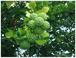 Zahid ahmad project — 151 limau purut. My Green Eye S Limau Purut Kaffir Lime