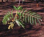 Image result for Albizia forbesii