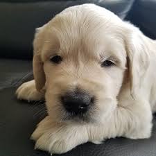 No more pups for a year. Golden Retriever Puppies For Sale Louisville Ky 180292