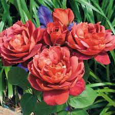 Soak the soil to a depth of 10 to 12 inches, applying the water directly to the soil. Hot Cocoa Floribunda Rose Jackson Perkins