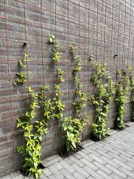 toscaanse jasmijn tuin muur ideeen muur tuinen tuin ideeen