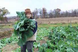 How to cook collard greens. Digging Collards A Snapshot Of Biennial Seed Production At Seed Savers Exchange Heritage Farm The Heirloom Collards Project