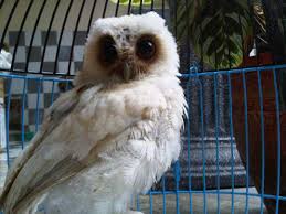 Tidak heran burung hantu putih sangat gagah dan terlihat berani. Terjual Jual Burung Hantu Celepuk Putih Cokelat Kaskus