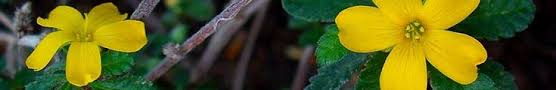Damiana Benefits Natural Health Guide