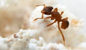 Composto capaz de matar fungos resistentes é isolado em microbiota de  formiga - Pfarma