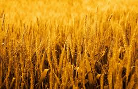 Which is around april 13th or 14th on the gregorian calendar. Vaisakhi 2021 Date History And Significance About Vaisakhi Holiday