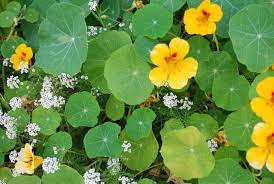Pin By On The Sun Drowns The House Green Aesthetic Nature Aesthetic Plant Leaves