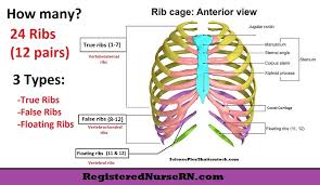 The ribs, along with the thoracic vertebrae, sternum, and costal cartilages, make up the thoracic cage, also known as the bony thorax. Ribs Anatomy True Ribs False Ribs Floating Ribs Typical And Atypical Ribs