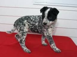 Dalmation Mix Puppies For Sale Dalmation Puppy Puppies Dalmatian Mix