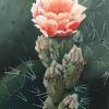 Cactus flower , the true yellow rose of texas. Https Encrypted Tbn0 Gstatic Com Images Q Tbn And9gcquvruzztiyw 7ifnmt5x Jpqqvvwe4teqrjw22cqtatev7cipp Usqp Cau