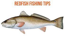 Redfish Or Red Drum Are Widespread Throughout Texas To Florida And With These Redfish Fishing Tips You Will Have More Success In Redfish Fishing Red Fish Fish