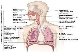 Respiration And Respiratory Organs Respiratory System Human Lungs Respiratory