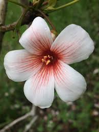 Image result for Vernicia