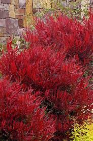 Image result for Nandina