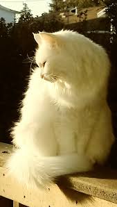 Facebook twitter reddit pinterest email. Should Cats Eat Spinach Quora