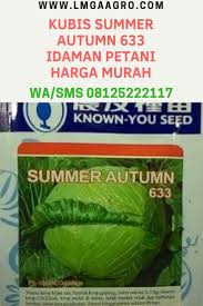 Larva matang dengan ulat hijau tebal dengan garis putih yang membentang di kedua sisinya. Kubis Summer Autumn 633 Kubis Andalan Petani Vegetables Cabbage Food
