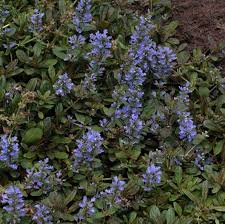 Image result for Vandellia humilis