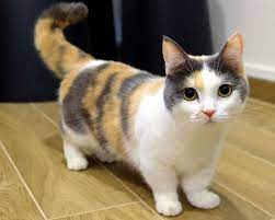 Anda bisa menjadikan kucing anggora kecil sebagai hewan peliharaan karena masih sangat lucu, dan juga harganya yang. 7 Ras Kucing Ini Punya Kaki Yang Pendek Gak Kuat Imutnya