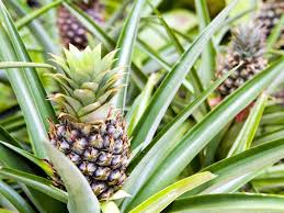 Ananas Comosus Champaca Ornamental Pineapple World Of Flowering Plants Planting Flowers Plants Growing Pineapple